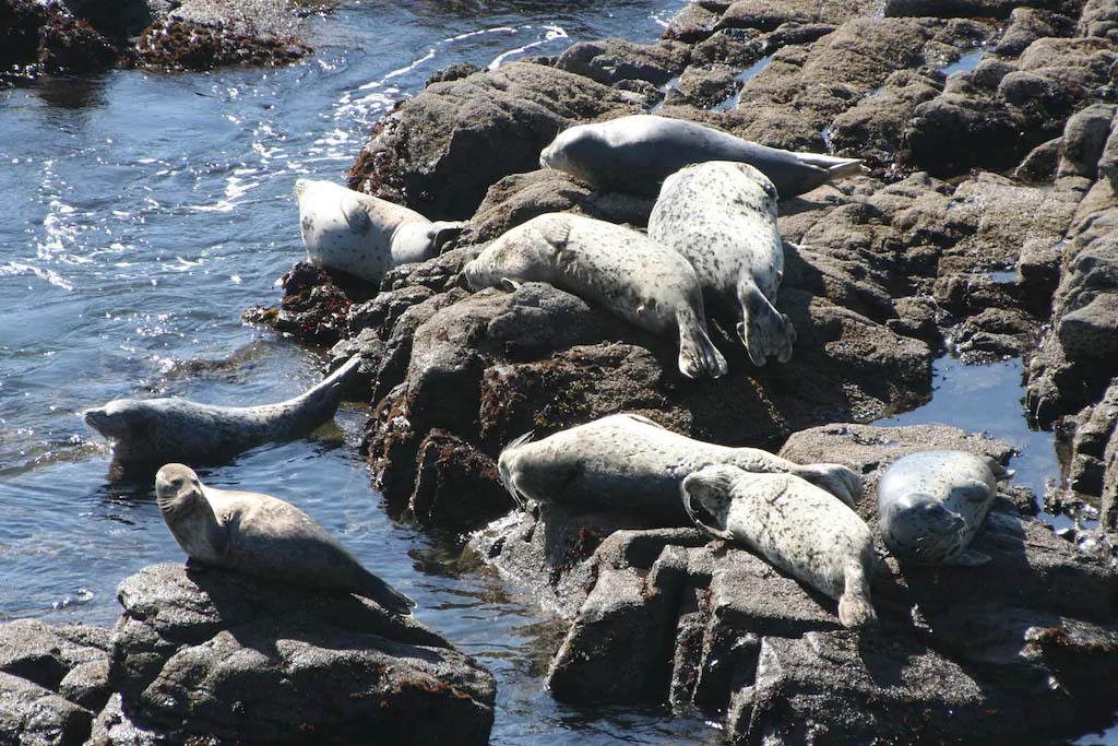 Who wouldn’t love seal watching from Vista Del Mar’s bluff?